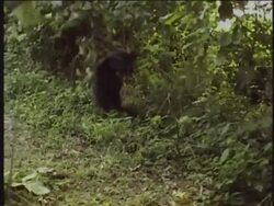 MS, Chimpanzee (Pan troglodytes) running and swinging on branch in forest, Gombe Stream National Park, Tanzania Stock Footage