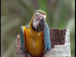 CU Juvenile Blue and yellow Macaw in tree trunk nest, South America Stock Footage