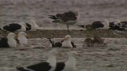 Seagulls perch on a sandbar where other seagulls bathe and groom. Stock Footage