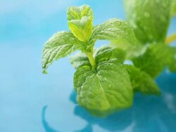 fresh mint Stock Footage