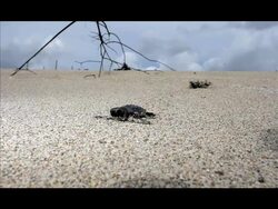 Florida's Sea Turtle Population Under Threat Stock Footage