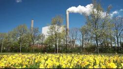 Emissions from a coal fired power plant in Amsterdam, Holland with Daffodils in the foreground. Stock Footage