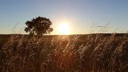 View of prairie grasses, distant tree and sunrise Stock Footage