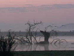 European Cranes (Grus grus) in flight under pink, hazy sky, North East Extremadura in Dehesa. Stock Footage