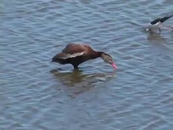 Preening Duck Stock Footage