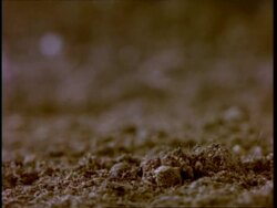 CU T/L broad bean germinates from beneath soil, seedling grows, out of focus soil background Stock Footage