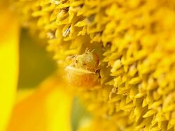 side view : worm aim at sunflower Stock Footage