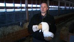 Inside Norway's fur industry News Clip