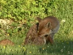 Fox Grooming Stock Footage