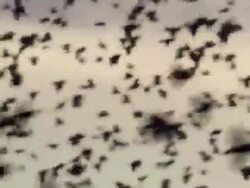 Massive starling flock close up Stock Footage