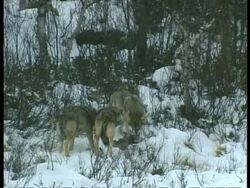 WA pack of Grey wolves, Canis lupus, eating goat, Arctic Circle Stock Footage