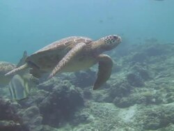 Two Turtles Swimming Stock Footage