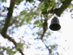 MS LA Bell hanging on tree / Jeju, Jeju-do, South Korea Stock Footage