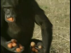 MS Chimpanzee walks off with handful of carrots Stock Footage