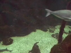 Fishes and sharks Stock Footage