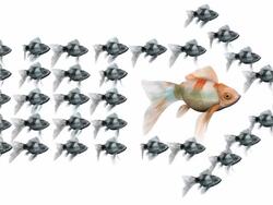 (Loop) Red Goldfish Surrounded by an Arrow of Black Goldfishes Stock Footage