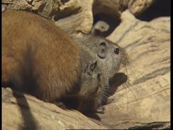 SOUTH AFRICA: JOHANNESBURG: 3 BABY "DASSIE RATS" ARE BORN Instructional Video