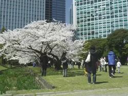 Cherry Blossom in Hamarikyu Park Stock Footage