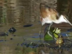 CU TS Shot of Juvenile African jacana foraging among Day water lily pads and flowers in water channel / Okavango Delta, North West District, Botswana Stock Footage