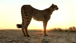 A cheetah stands on a barren savanna as the sun sets. Stock Footage