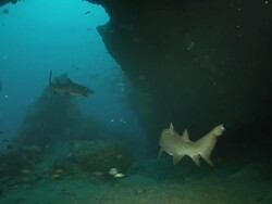 MS PAN Shot of Ragged-tooth sharks swimming in and around entrance to reef cave / Aliwal Shoal, Kwa Zulu Natal, South Africa Stock Footage
