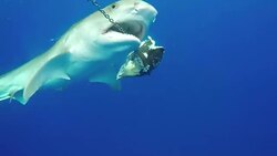 Tiger Shark In Sea Off Bermuda Coast News Clip