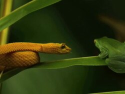 Medium Shot Slow Motion - Yellow eyelash viper flicks tongue and frog on leaf, frog jumps out of the frame / Costa Rica Stock Footage