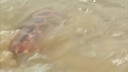 Prince Charles helps to release sea turtles back into the wild News Clip