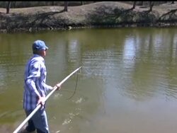 Listed as a federally endangered species in 1975, the American crocodile has made a miraculous recovery. It also means the crocodile will be living more and more in residential backyards as it expands back into its historical range now populated by millions of people. News Clip