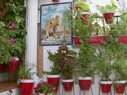 MS Shot of Different type tree pot mountain village Mijas / Mijas, Andalusia, Spain Stock Footage