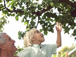 picking apples Stock Footage