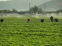 MS PAN Shot of farmworkers picking fruit in field in front of sprinkler / Oxnard, California, United States Stock Footage