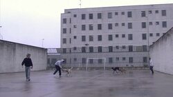 VOICED : Wagging tails in Italys model prison with pet therapy News Clip
