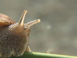Garden snail projects antenna Stock Footage