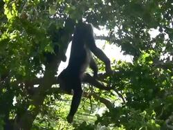 Howler Monkey Stock Footage