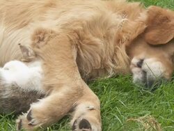 HD DOLLY: Cute Dog and Kitten Resting Together Stock Footage