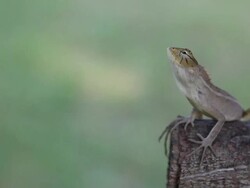 Lizard Stock Footage
