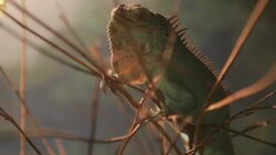 Close up of lizard on the tree Stock Footage