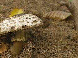 HD DOLLY: Mushrooms On An Ant Hill Stock Footage