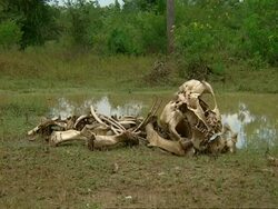 MS Elephant bones by pond Stock Footage