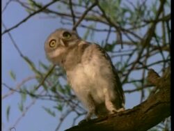 Spotted Owlet, dancing on tree branch, Bharatpur Bird Reserve, India, Asia Stock Footage