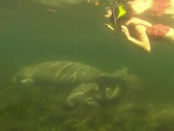 Female diver snorkelling Manatee, Crystal River, Florida, USA  Stock Footage
