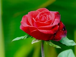 Red rose and wind Stock Footage