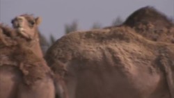Herd of Camels in the Sahara Desert News Clip