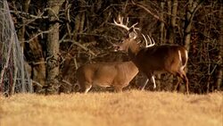 Several large buck deer with antlers stand in a farmers field. Stock Footage
