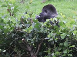 gorilla Stock Footage