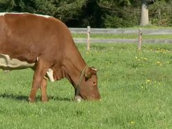 HD: Grazing Stock Footage