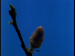 T/L Pussy Willow catkin flowering then dying Stock Footage