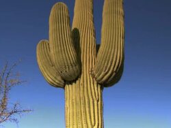 Massive Saguaro cactus against bright blue sky in desert -- tilt up Stock Footage