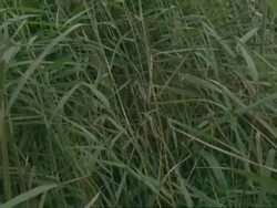 Reed bed, tilt up to tree, late Summer, windy, UK (part of time lapse seasonal series) Stock Footage